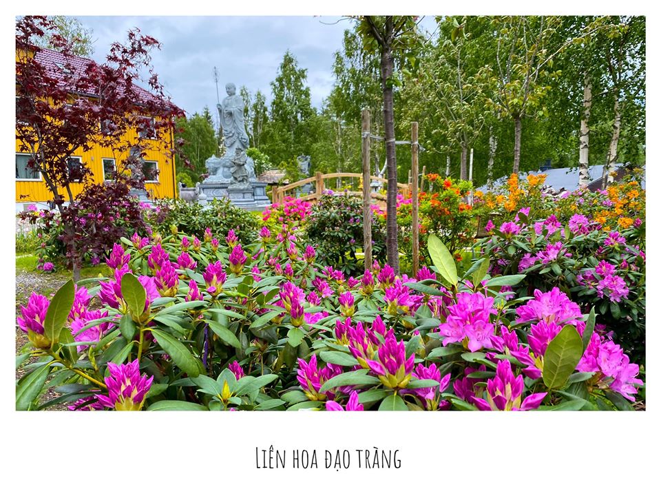 LHĐT – Thông Báo